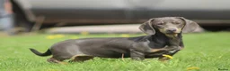 Miniature Dachshund dogs for sale: BEAUTIFUL TINY MINIATURE DASCHUNDS DAPPLE KC  - Advert 32
