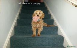 Cockapoo dogs for sale: Gorgeous cockapoo puppies - Image 11