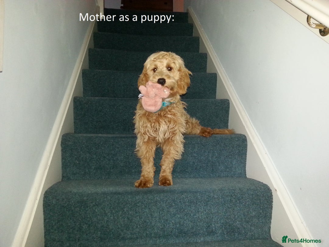 Cockapoo dogs for sale: Gorgeous cockapoo puppies - Image 11