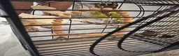 Budgerigars birds for sale: Free Budgie looking for a loving new home in Hemel Hempstead - Advert 8
