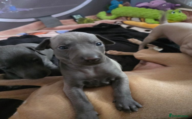 Italian Greyhound dogs - Advert 8
