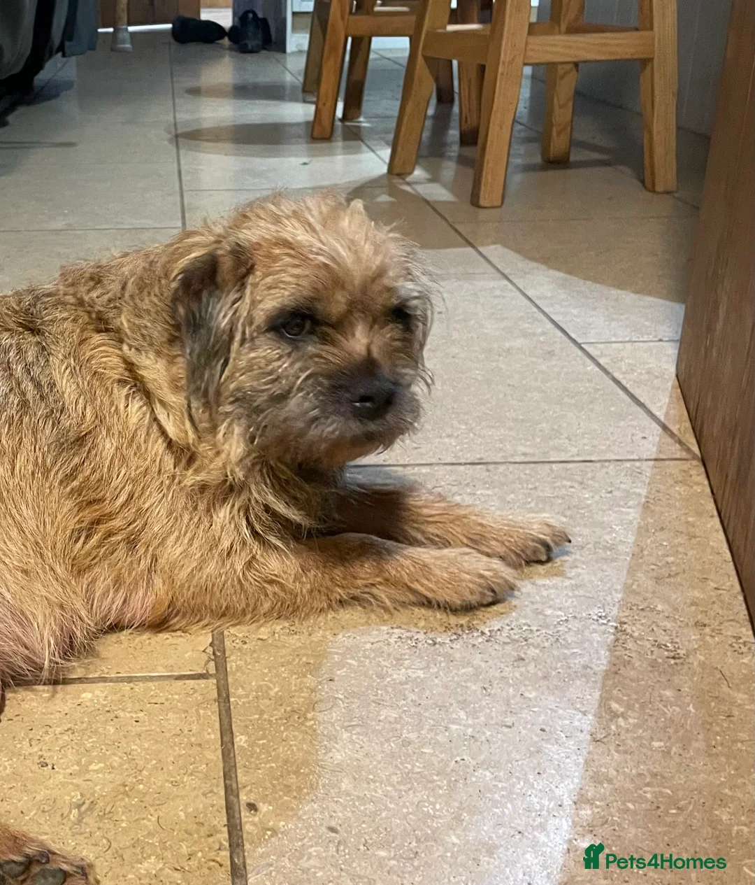 Border Terrier dogs for sale: Border terrier puppies  - Advert 6