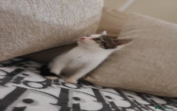 Mixed Breed cats for sale: 2 beautiful boy kittens - Image 4