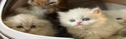 Munchkin cats for sale: TICA registered munchkin kittens  - Advert 14