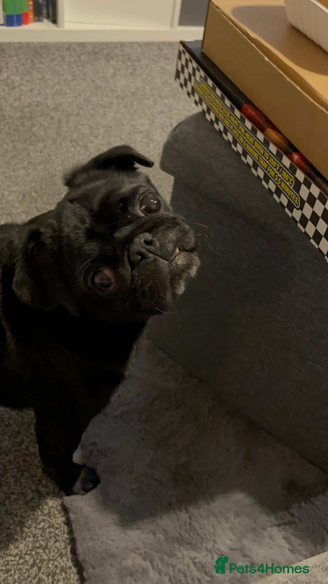 Pug dogs for sale: Black Male Pug 8yrs Old - Advert 2