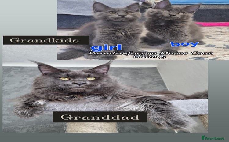 Maine Coon cats - Advert 4