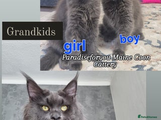 Maine Coon cats - Advert 6