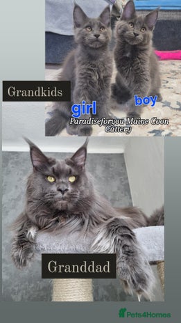 Maine Coon cats - Advert 4