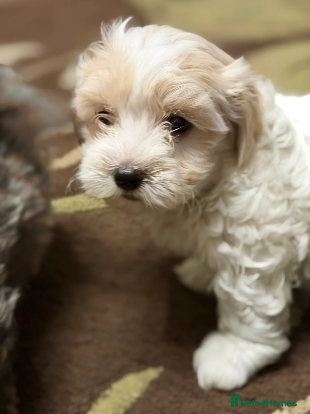 Mixed Breed dogs for sale: 🐾🐾🐾Maltipoo Puppies 🐾🐾🐾 - Advert 1