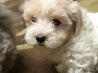 Mixed Breed dogs 🐾🐾🐾Maltipoo Puppies 🐾🐾🐾 - Advert 1