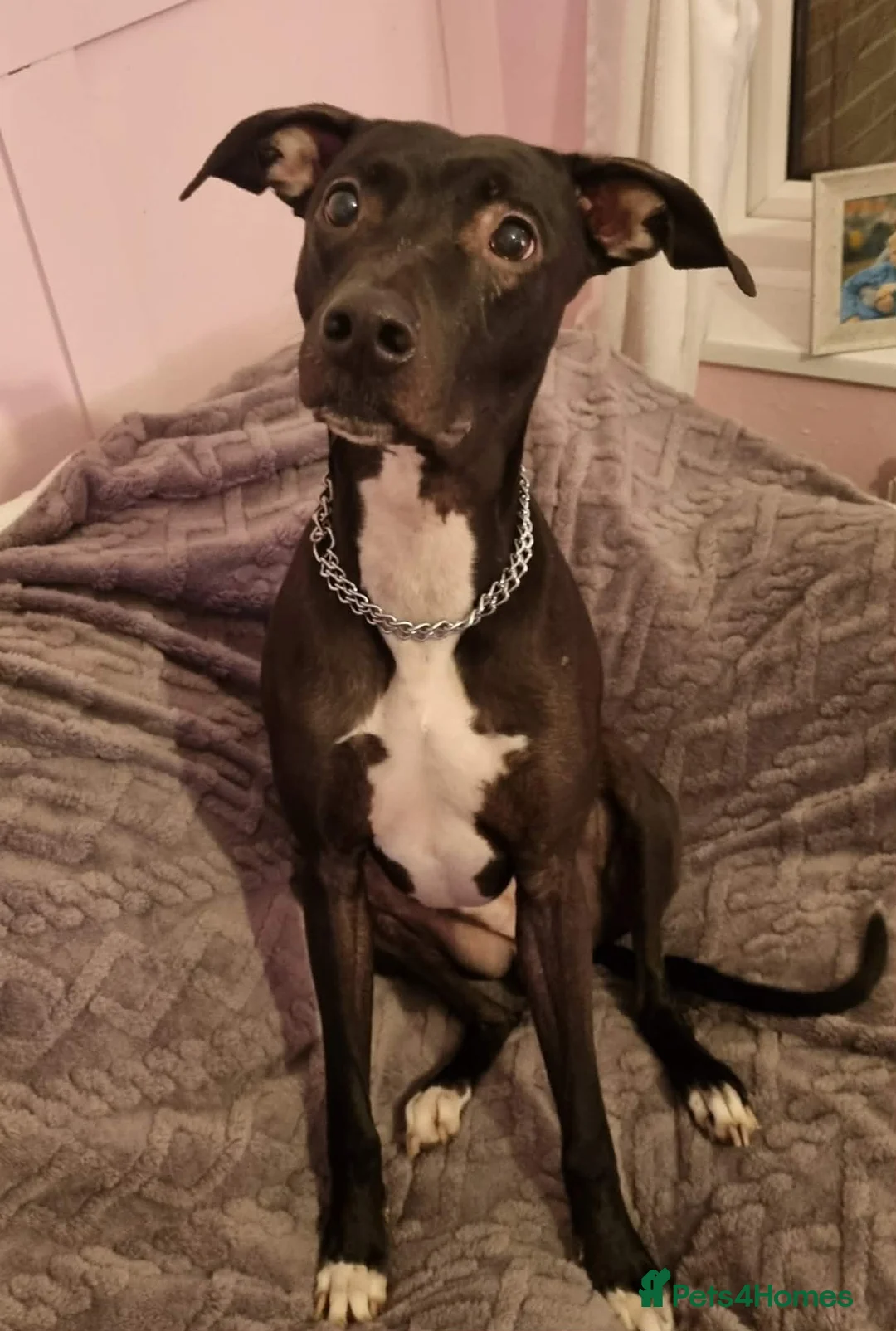 Mixed Breed dogs for sale: Bull/grey hounds  - Advert 15