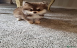 Pomsky dogs for sale:  toy size multi-generational pomsky puppies  - Image 7