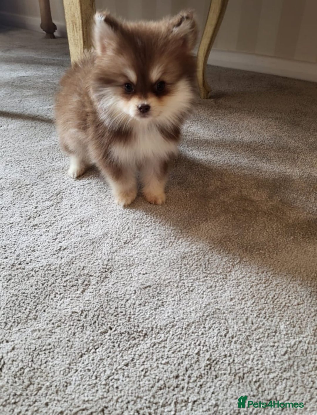 Pomsky dogs for sale:  toy size multi-generational pomsky puppies  - Image 7