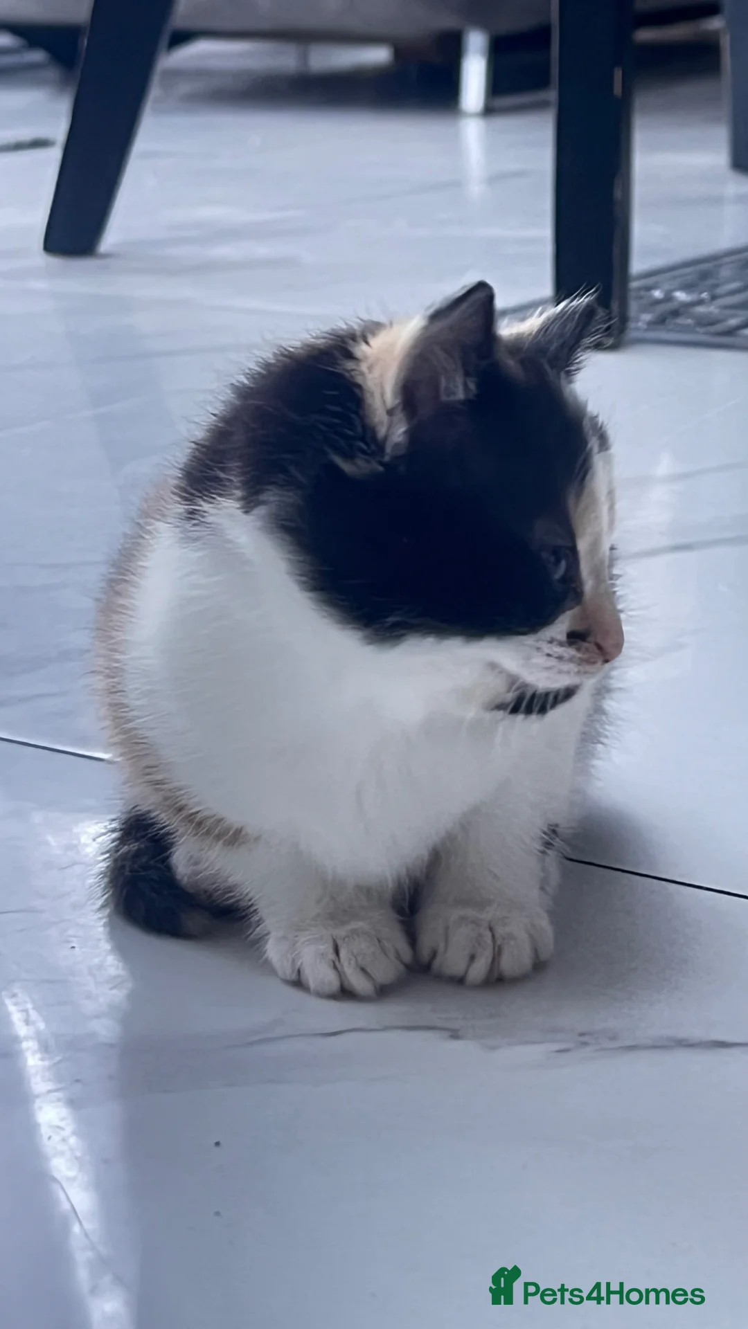 British Longhair cats for sale: Small kitten available now london Edmonton  - Advert 18