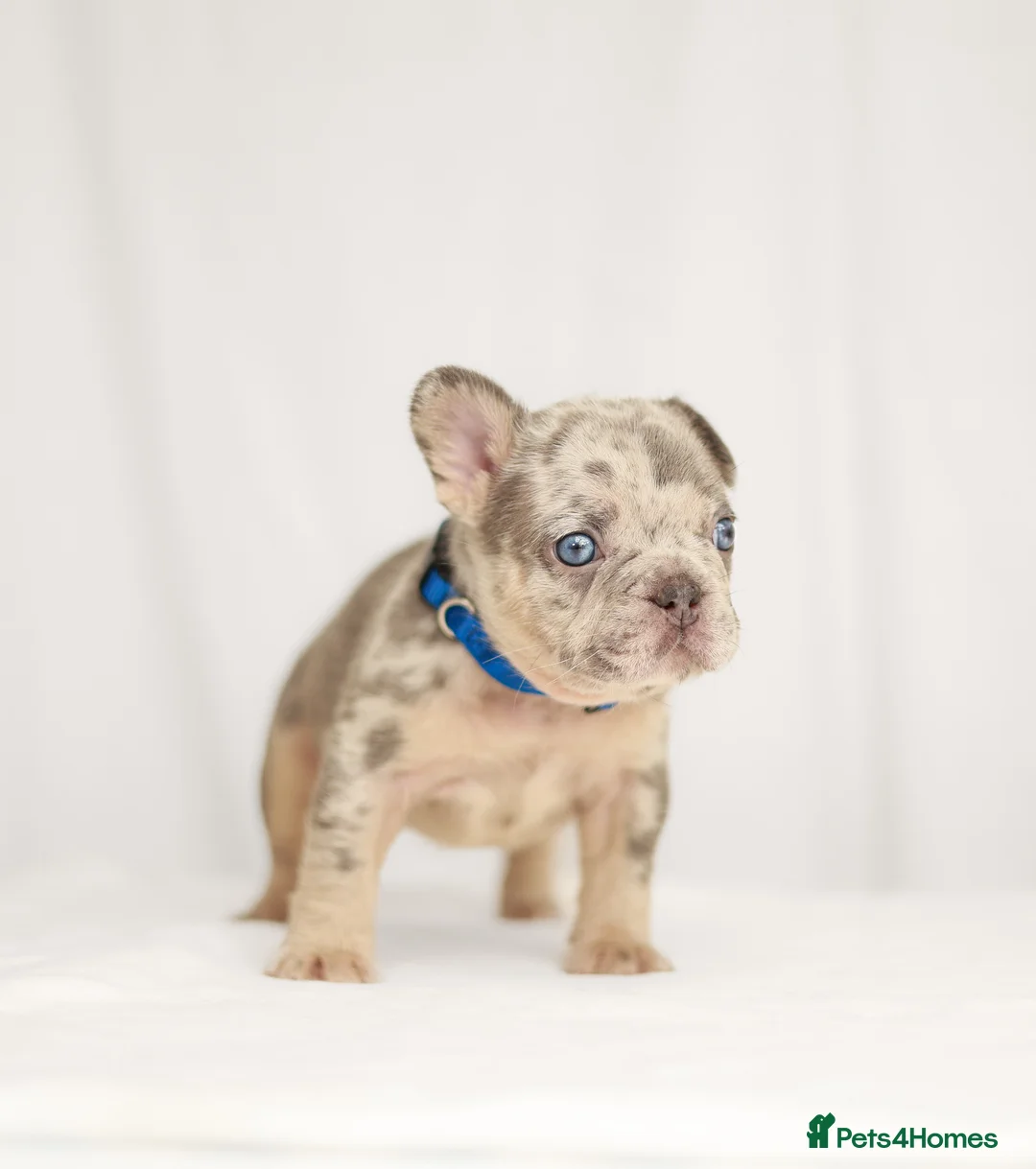 French Bulldog dogs for sale: !! REDUCED !! Beautiful KC Frenchie Puppies  - Advert 30