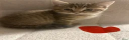 British Shorthair cats for sale: Beautiful litter of BSH with some lovely markings  in Preston - Advert 12