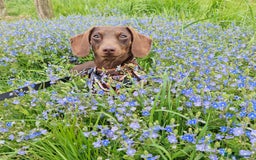 Dachshund dogs for stud: Mini short haired dachshund  in Lancaster - Image 8