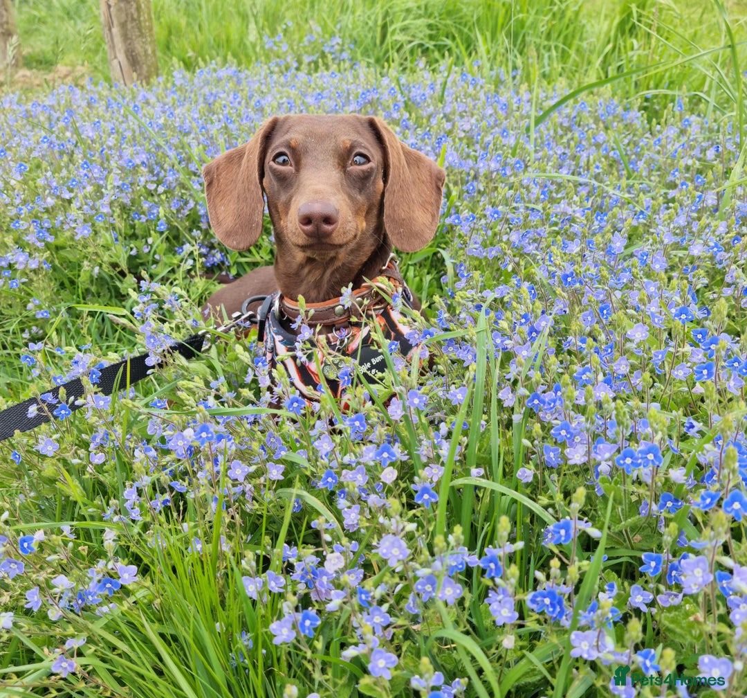 Dachshund dogs for stud: Mini short haired dachshund  in Lancaster - Image 8