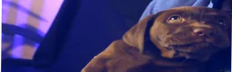 Labrador Retriever dogs for sale: Chocolate Labrador in Glasgow - Advert 10
