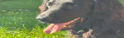 Flat coated Retriever dogs for sale: Gorgeous liver and black Flatcoat Retrievers - Advert 3