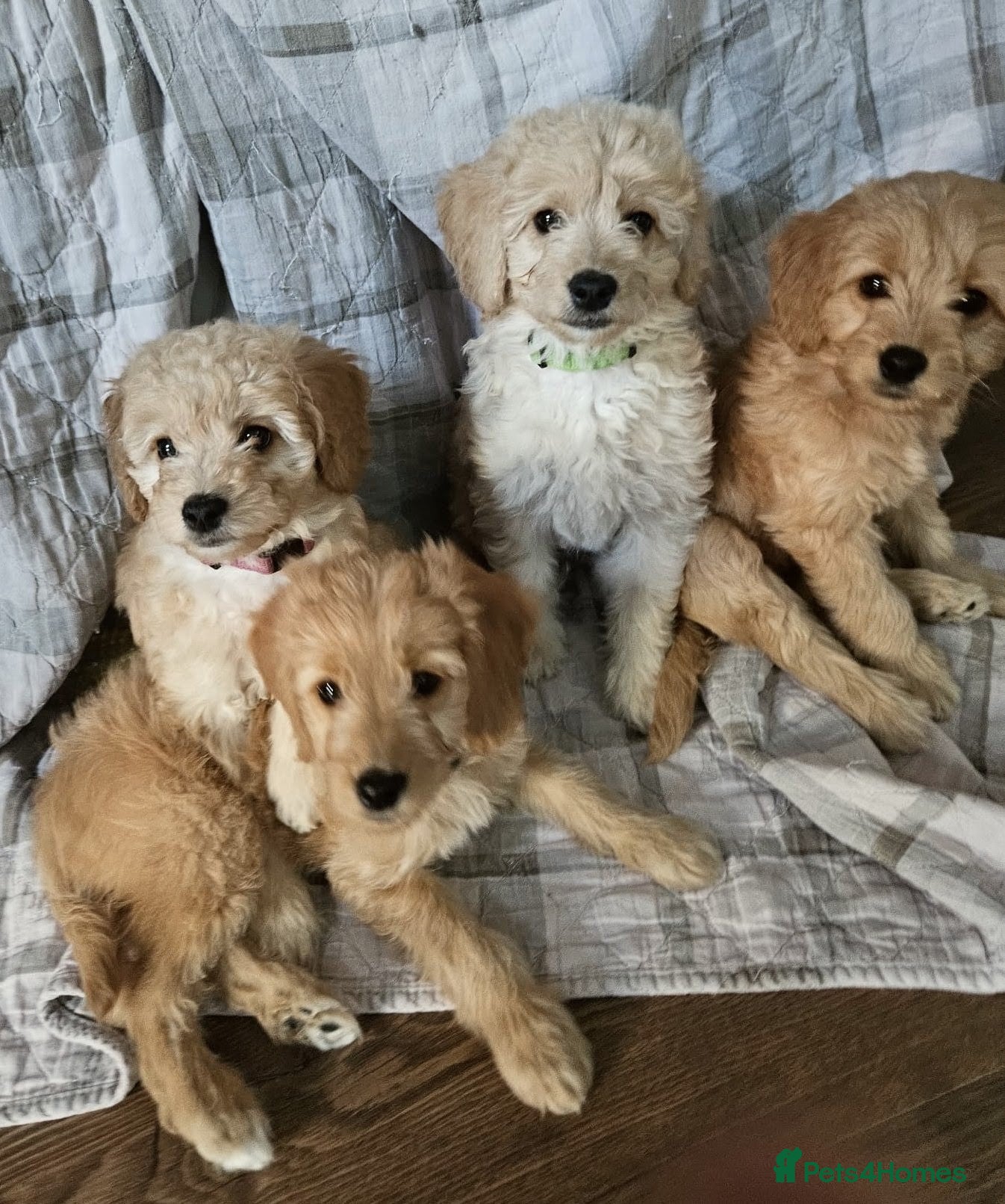 Goldendoodle dogs READY NOW  Mini Goldendoodle Puppies F1B  - Advert 1
