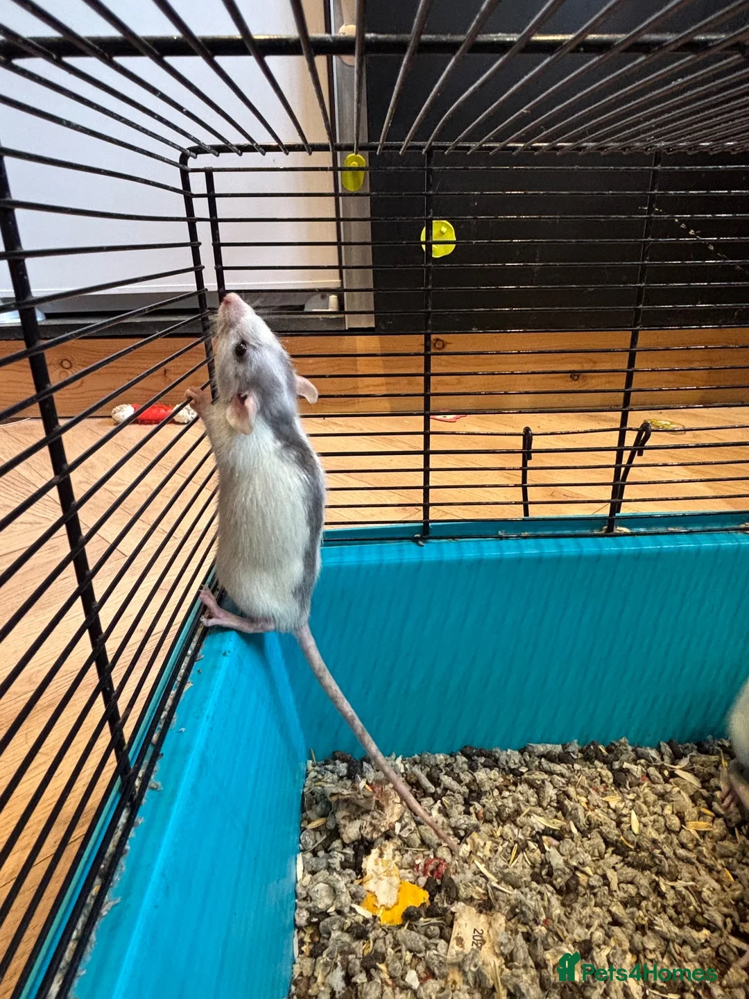 Rat rodents for sale: Male rats - Advert 2