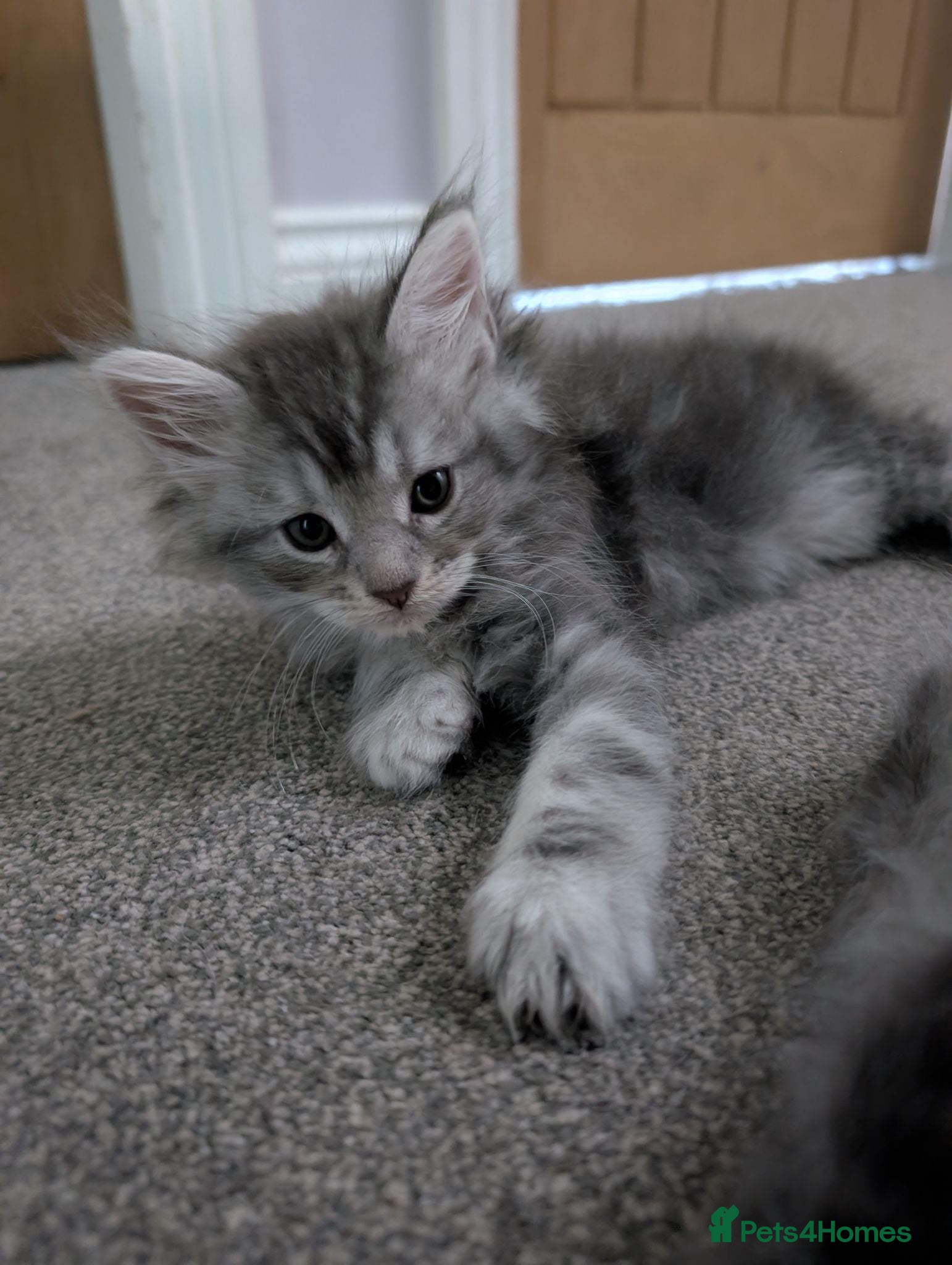 Maine Coon cats Pure Maine Coon kittens - Advert 2