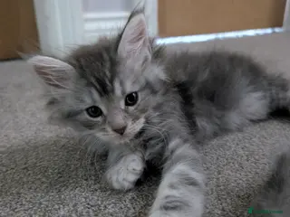 Maine Coon cats Pure Maine Coon kittens - Advert 4