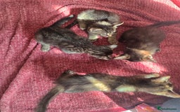 Mixed Breed cats for sale: Beautiful kittens  - Image 22