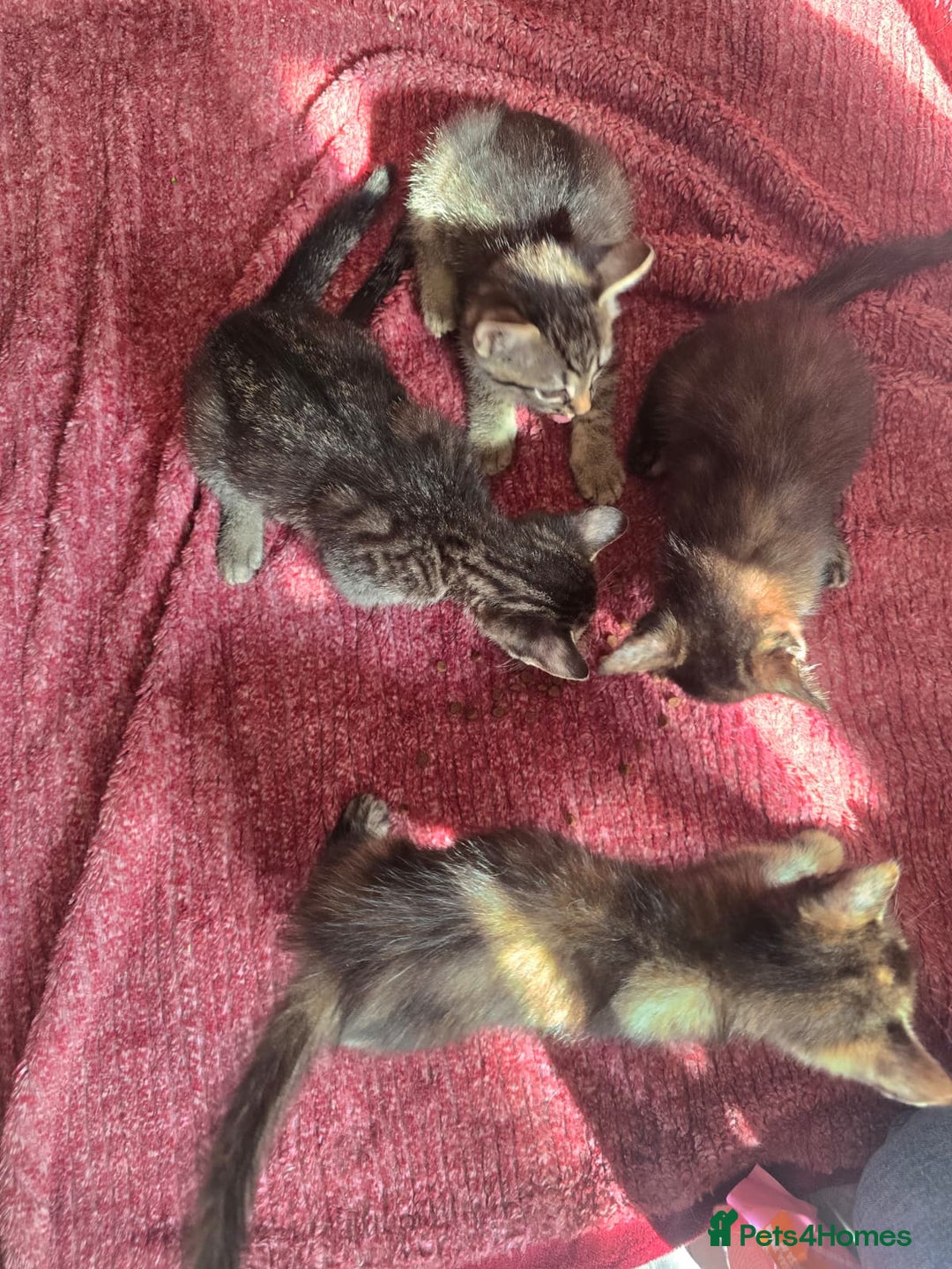 Mixed Breed cats for sale: Beautiful kittens  - Image 22