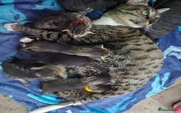 Savannah cats for sale: Savannah kittens ready to leave 24th October  - Image 21