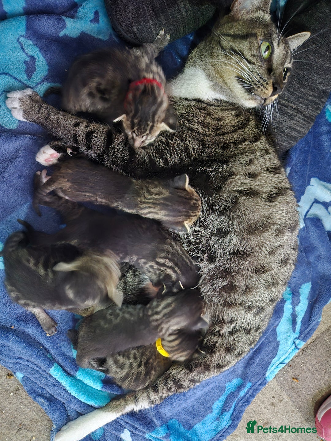 Savannah cats for sale: Savannah kittens ready to leave 24th October  - Image 21