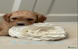 Cavapoo dogs for sale: 8 F1 dna health tested Cavapoos  - Image 12
