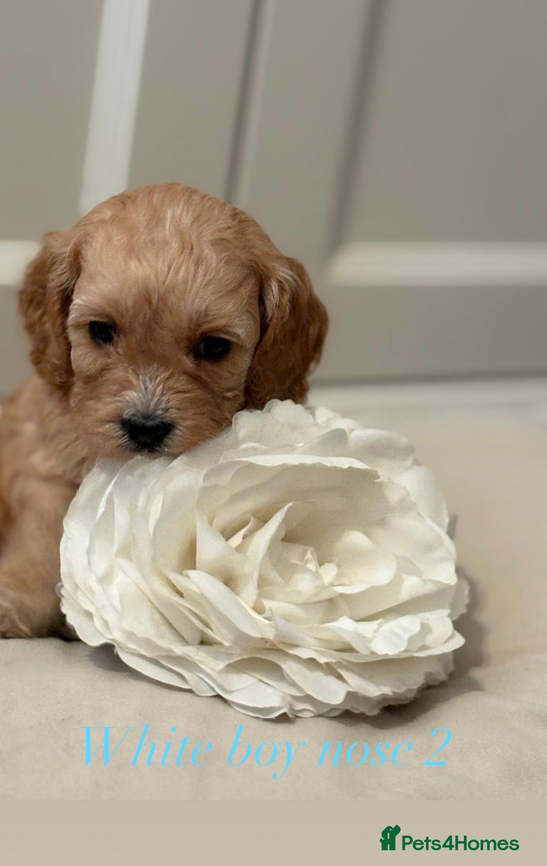Cavapoo dogs for sale: 8 F1 dna health tested Cavapoos  - Image 12
