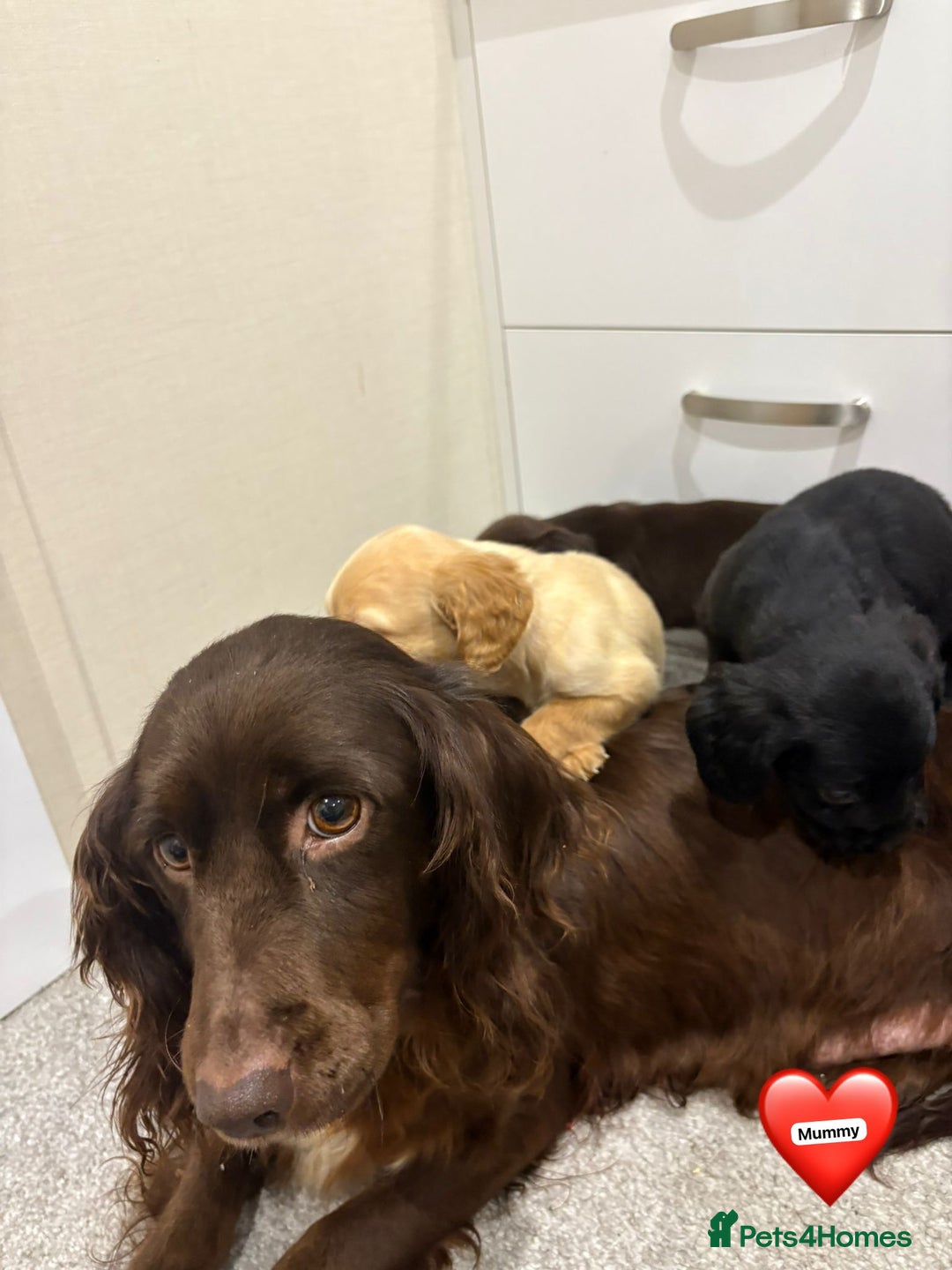 Cocker Spaniel dogs for sale: Cocker spaniel puppies ready to leave  - Advert 5