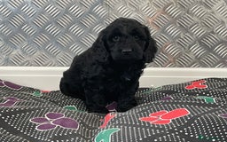 Cockapoo dogs for sale: F1 Cockapoo puppies for sale  - Image 18