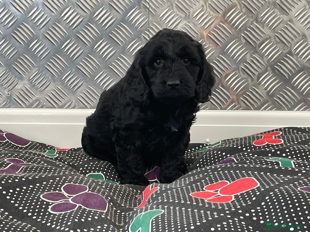Cockapoo dogs for sale: F1 Cockapoo puppies for sale  - Image 18