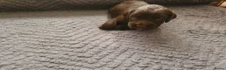Cocker Spaniel dogs for sale: Kc reg working cocker spaniel puppies  - Advert 2