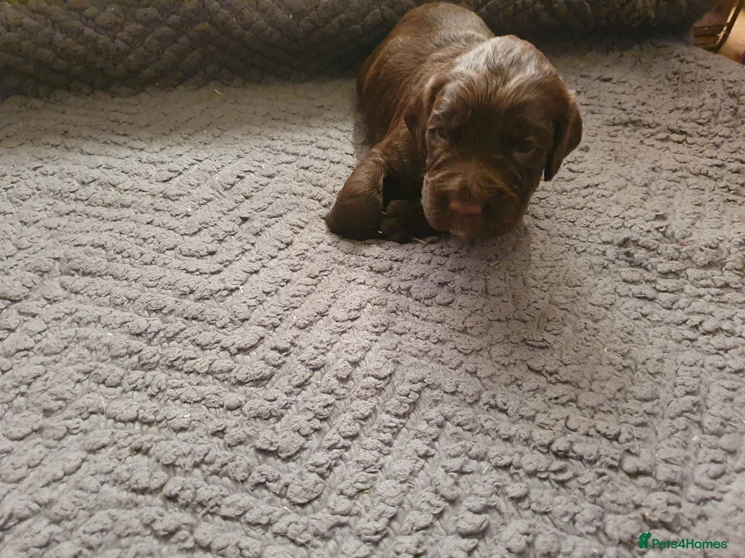 Cocker Spaniel dogs for sale: Kc reg working cocker spaniel puppies  - Advert 2