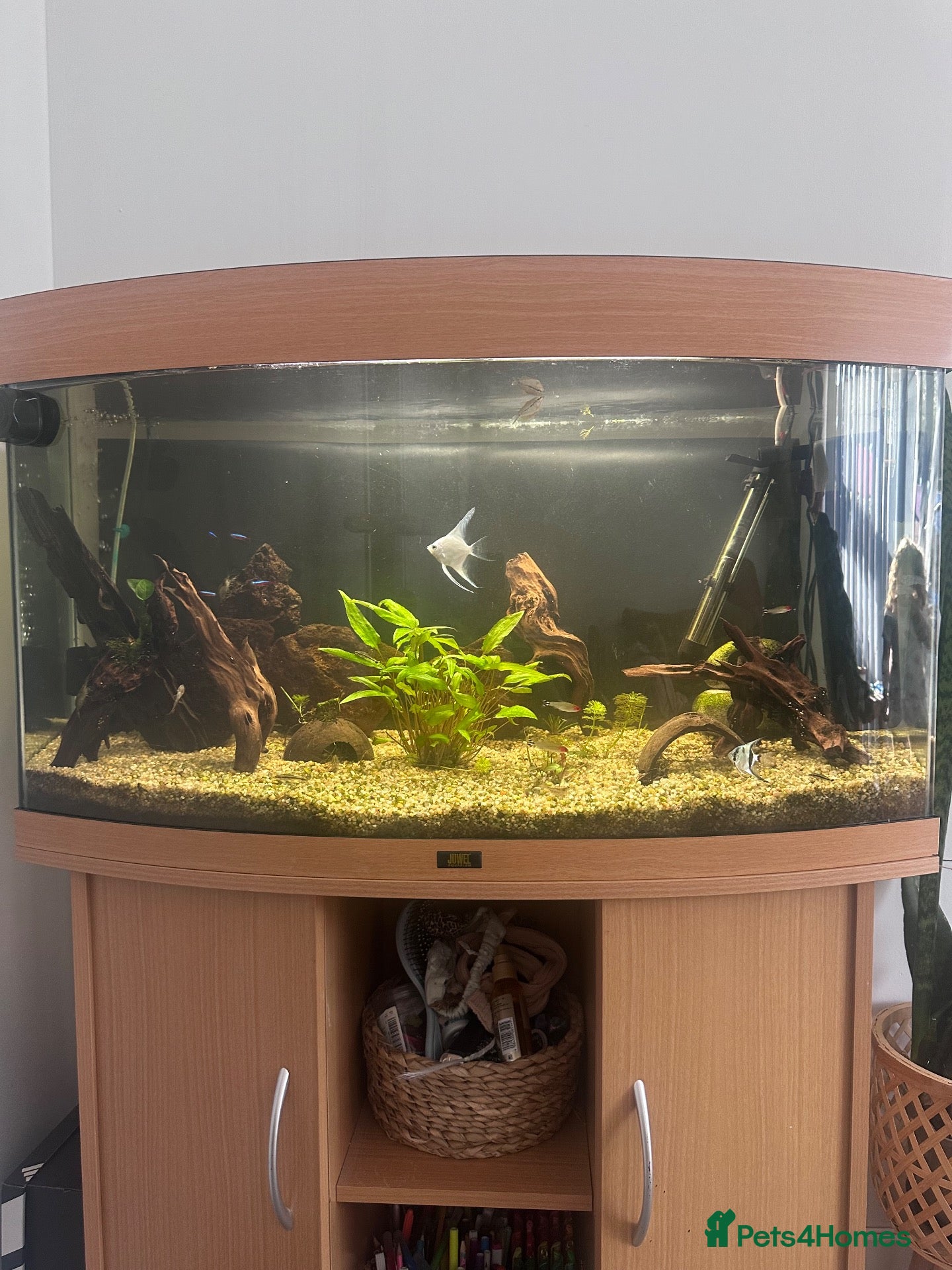 Angelfish fish Established tank/Aquarium and fish for sale  - Advert 8