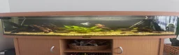 Angelfish fish for sale: Established tank/Aquarium and fish for sale  - Advert 1