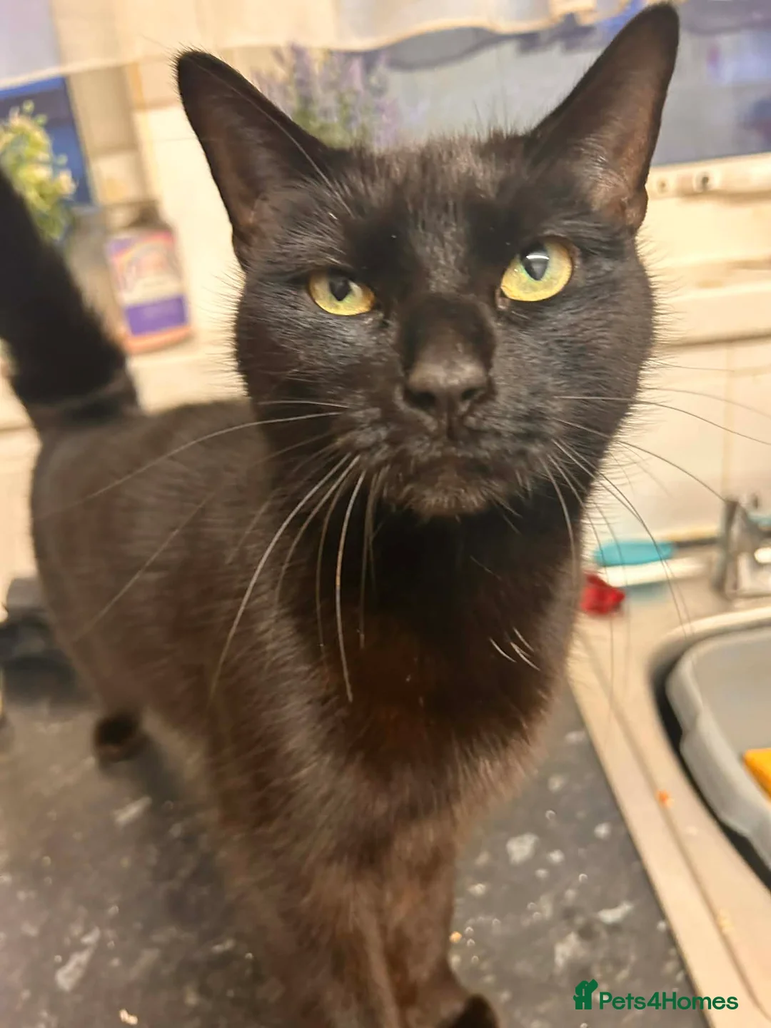 Domestic Shorthair cats for sale: 4 year old female cat for rehoming - Advert 2