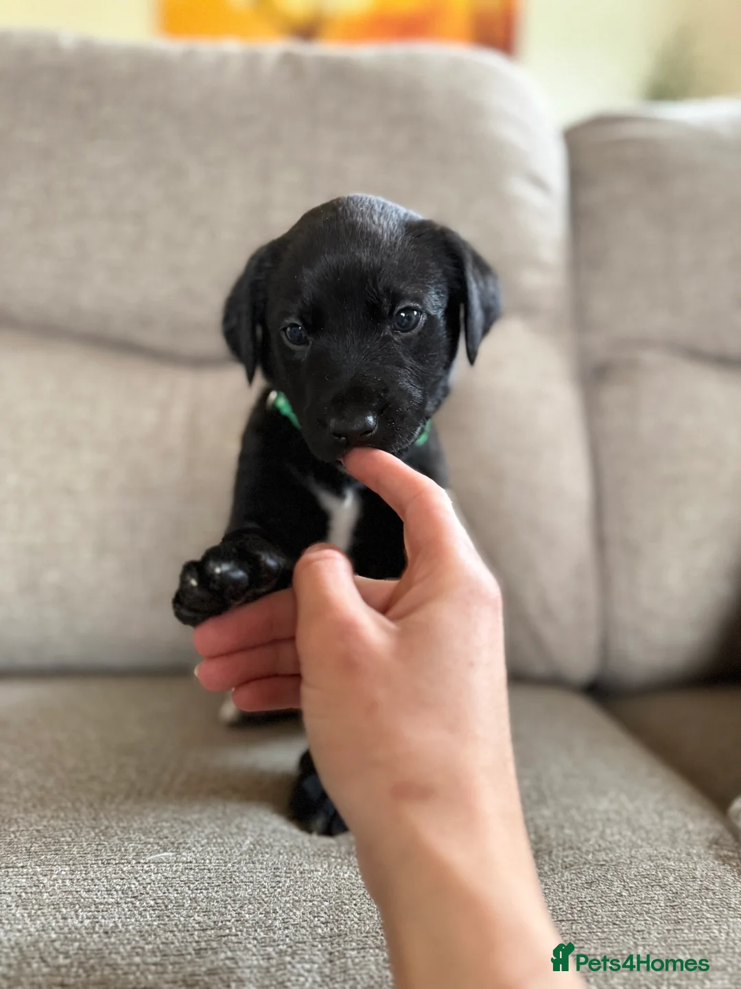 Mixed Breed dogs for sale: Beautiful lab lurcher pups  - Advert 2
