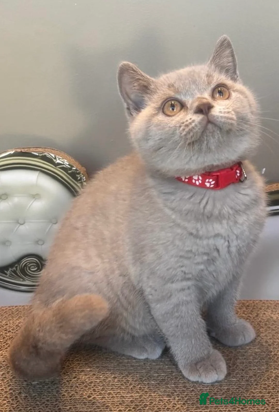 British Shorthair cats for sale: British shorthair lilac kittens  - Advert 8