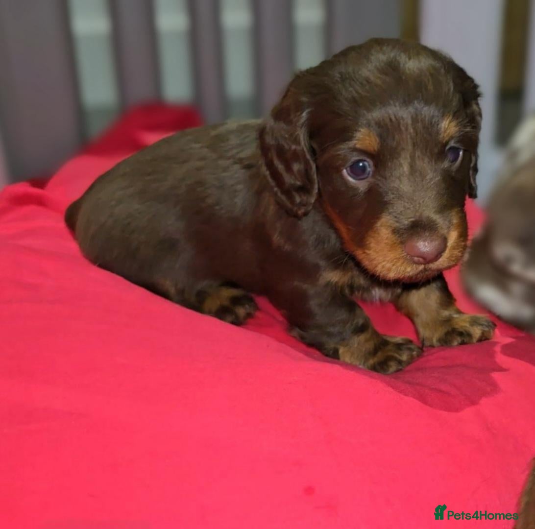 Miniature Dachshund dogs Chocolate/Tan Mini Dachshunds Long & Short Haired - Advert 16
