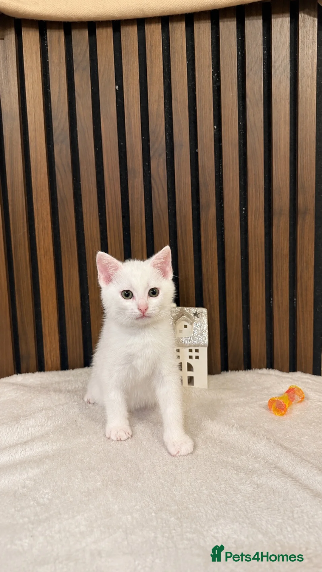 Domestic Shorthair cats for sale: Last 1 | Pure White Kitten for Sale | Ready Now  - Advert 2