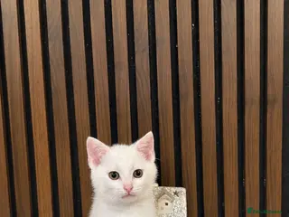 Domestic Shorthair cats ONLY 2 LEFT | Bella's Litter | Ready Now - Advert 3