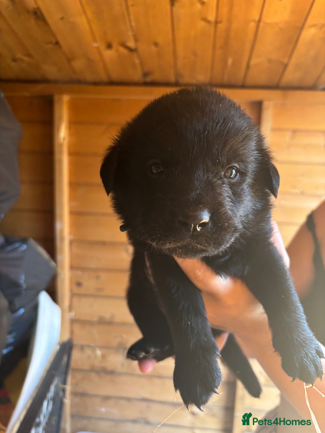 Mixed Breed dogs for sale: Rottie cross lab  - Image 13