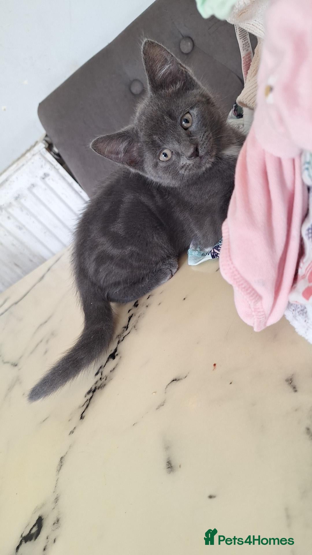 Mixed Breed cats Beautiful kittens for sale - Advert 2