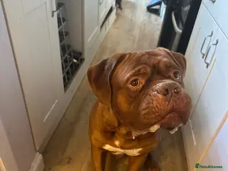 Dogue De Bordeaux dogs Hooch (Please Read) - Advert 9
